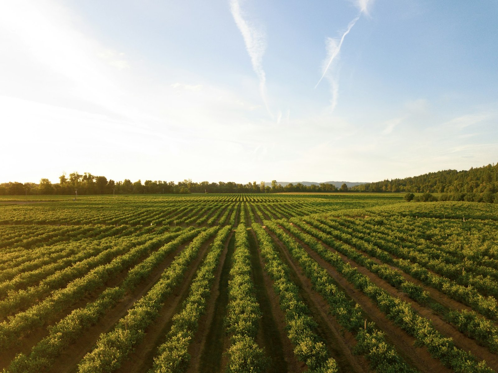 Área agrícola vista do alto ao entardecer